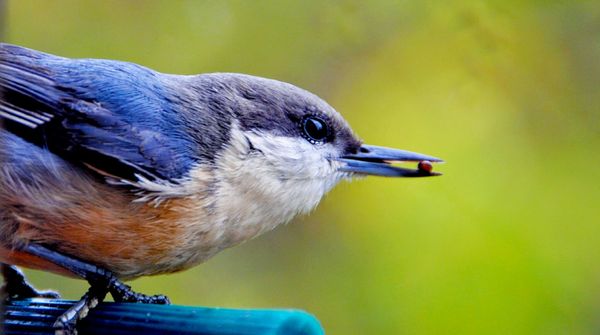 Spring Bird