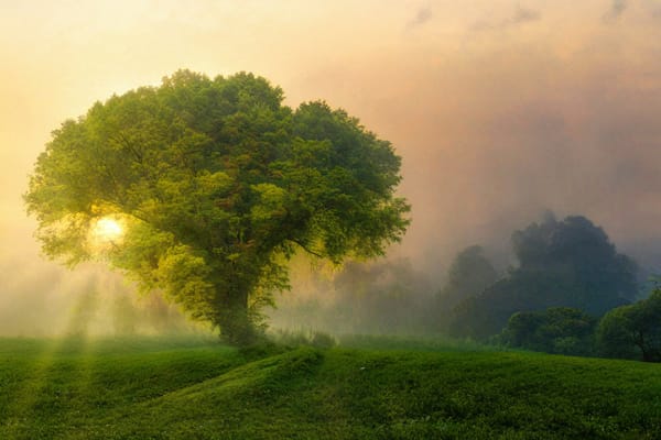 Watercolor Techniques: Painting a Misty Tree Scene